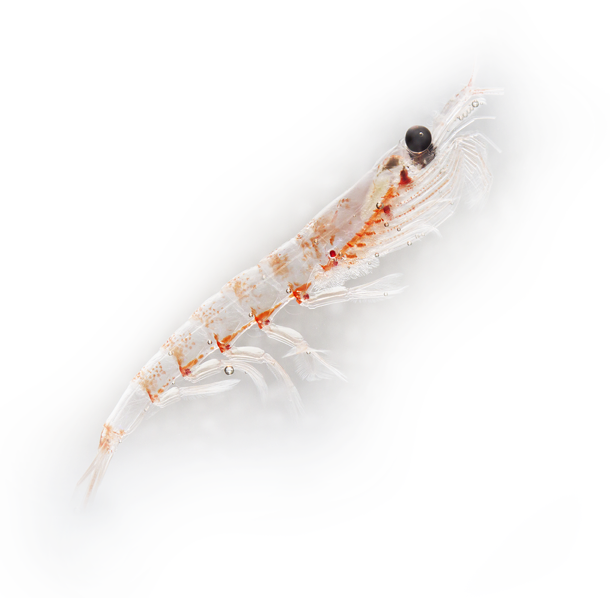 What is krill oil